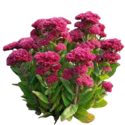 Седуми