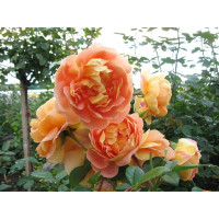 Троянда "Солей д'ор"