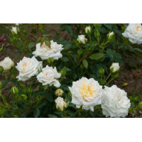 Роза бордюрная Хонемилк Роза бордюрная Хонемилк