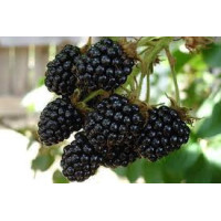 Черная малина(сорт Кумберланд)