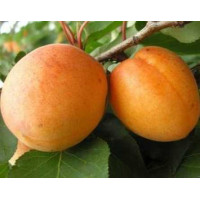 Абрикос Полиский крупноплодний