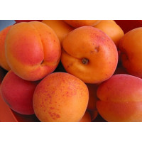 Абрикос НЖА19 Абрикос НЖА19