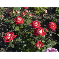 Троянда "Нью Фешн" Троянда "Нью Фешн"