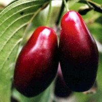 Кизил ЕВГЕНИЯ Кизил ЕВГЕНИЯ