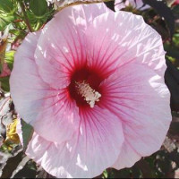 Гибискус садовый Storm(корневище)