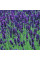 Лаванда Lavance Purple (саджанці)