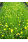 Сантолина Rosmarinifolia (саджанці)