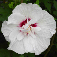 Гибискус сирийский China Chiffon (саженцы)