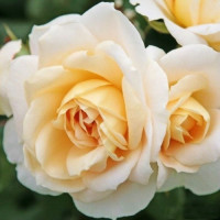 Роза Lions Rose (саджанці)