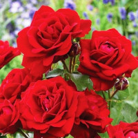 Роза Lilli Marleen (саджанці)