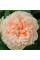 Роза Garden of Roses (саджанці)