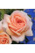Роза Garden of Roses (саджанці)