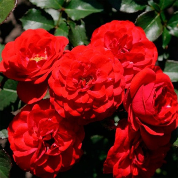 Роза Cordula (саджанці)
