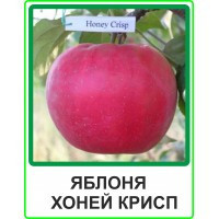 Яблуня Хоней Крісп