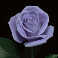 Роза Suntory Blue Rose Applause (саженцы)