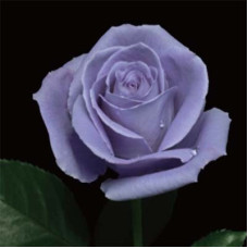 Роза Suntory Blue Rose Applause (саджанці)