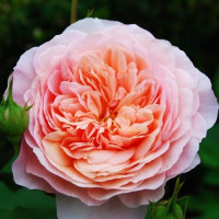Роза William Morris (саджанці)