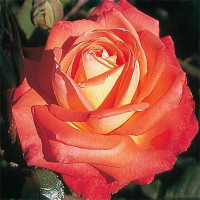 Роза Köningin der Rosen (саджанці)