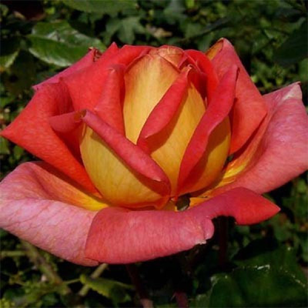 Роза Köningin der Rosen (саджанці)