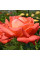 Роза Köningin der Rosen (саджанці)