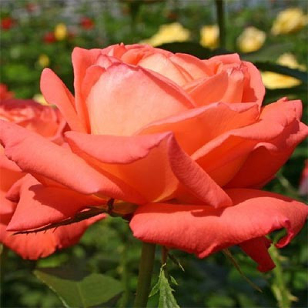 Роза Köningin der Rosen (саджанці)