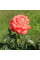 Роза Köningin der Rosen (саджанці)