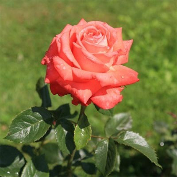 Роза Köningin der Rosen (саджанці)