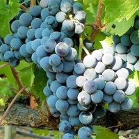 Виноград Каберне Совіньйон (саджанці)