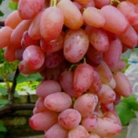 Виноград Геліос (саджанці)