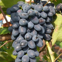Виноград Надежда АЗОС (саженцы)