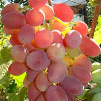Виноград Преображение (саженцы)