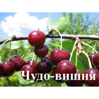 Вишня Чудо Вишня
