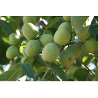 Казаку однолетний Казаку однолетний