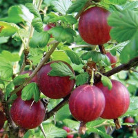 Крыжовник Ксения