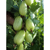 Крыжовник ЛЕВЕЛЛЕР