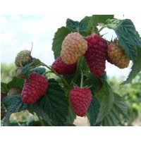 Малина БРУСИЛІВСЬКИЙ СТАНДАРТ