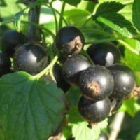 Чорна смородина БЕН КОНОН