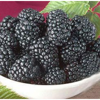 Саженцы ежевики НЕБЕСА МОГУТ ПОДОЖДАТЬ раннего срока созревания