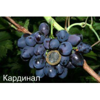 Саджанці винограду Кардинал