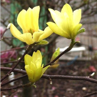 Магнолія Yellow Магнолія Yellow