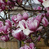 Магнолия "Soulangeana Rustica Rubra"