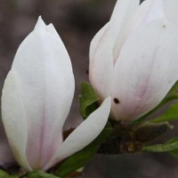 Магнолія "X soulangeana Amabilis"