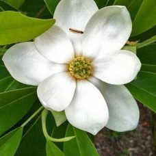 Магнолія "Virginiana"