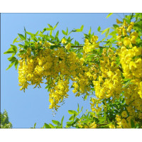 Бобовник альпійський