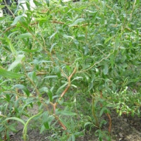 Ива декоративная Матсуды