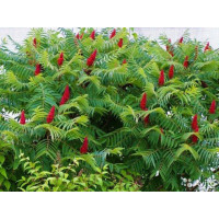 Сумах пухнастий або оленерогий (rhus typhina) оцтове дерево