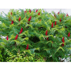 Сумах пухнастий або оленерогий (rhus typhina) оцтове дерево