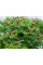Сумах пушистый или оленерогий (rhus typhina)  уксусное дерево