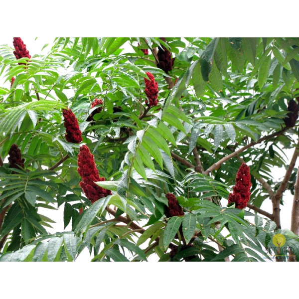 Сумах пушистый или оленерогий (rhus typhina)  уксусное дерево