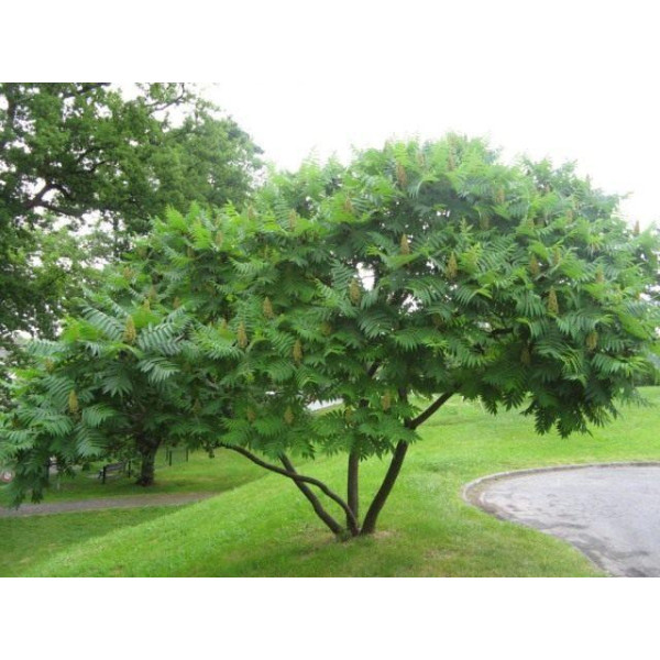 Сумах пушистый или оленерогий (rhus typhina)  уксусное дерево